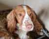 Cockapoo