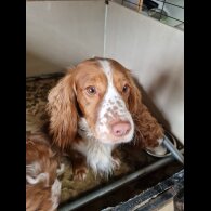 Cockapoo