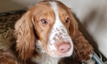 Cockapoo