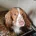 Cockapoo