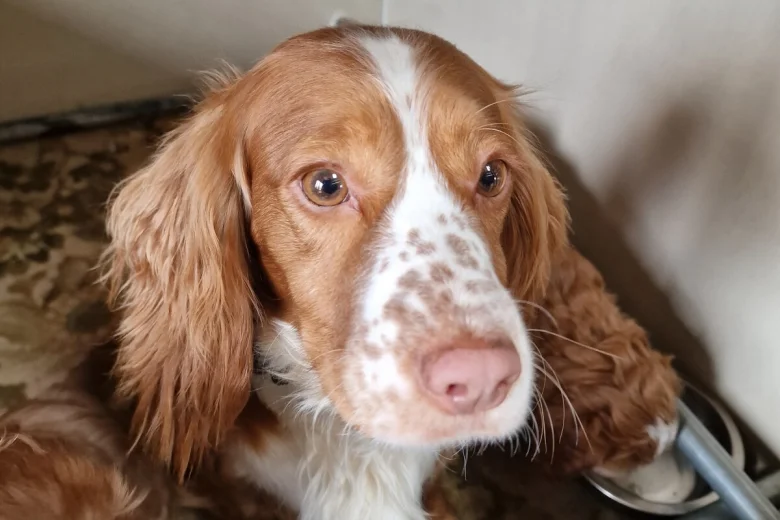 Cockapoo