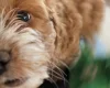 Cockapoo