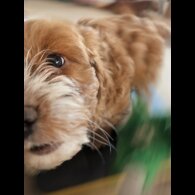 Cockapoo