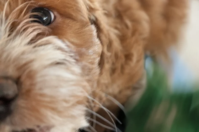 Cockapoo