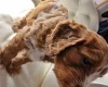 Cockapoo