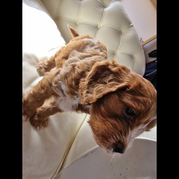 Cockapoo