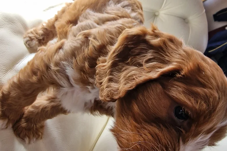 Cockapoo