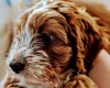 Cockapoo