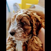 Cockapoo