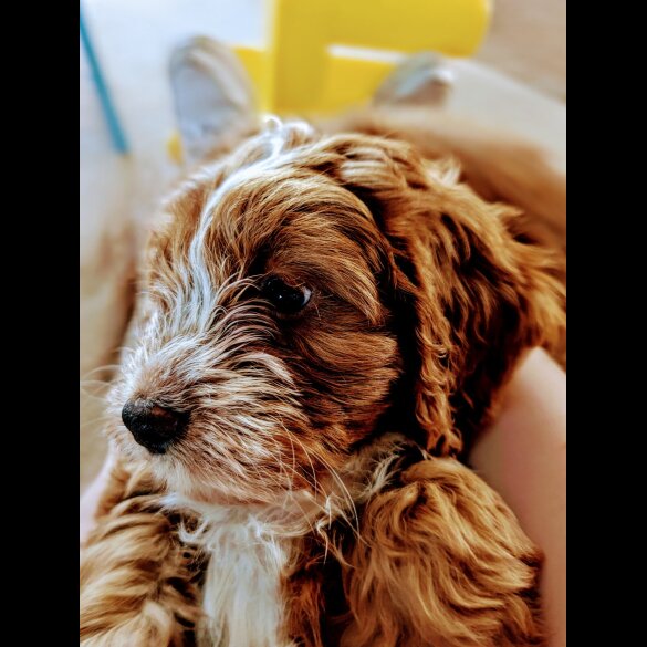 Cockapoo