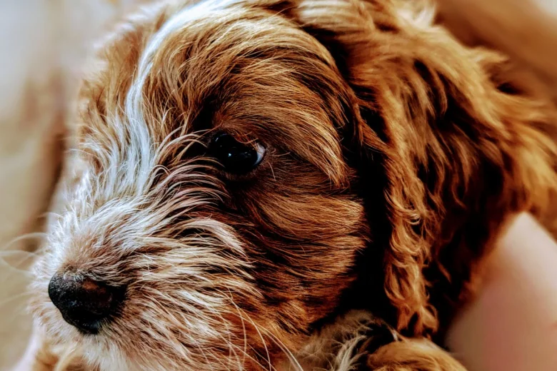 Cockapoo