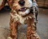 Cockapoo