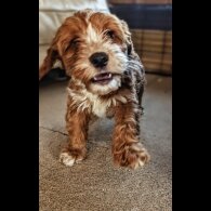 Cockapoo