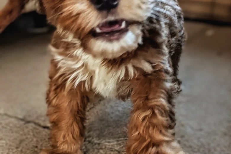 Cockapoo