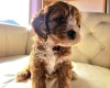 Cockapoo