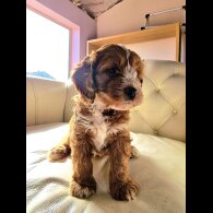 Cockapoo