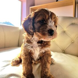 Cockapoo