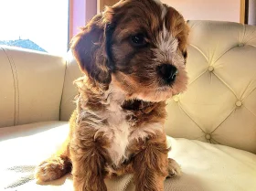 Cockapoo