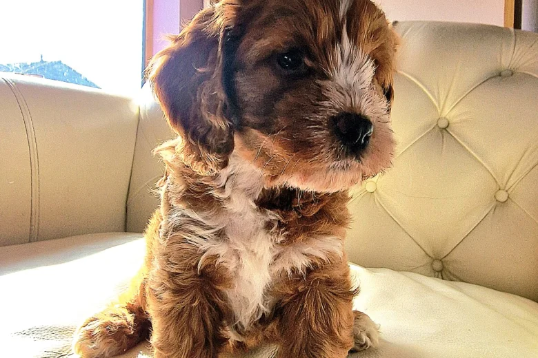 Cockapoo