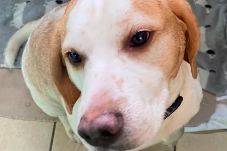 Beagle