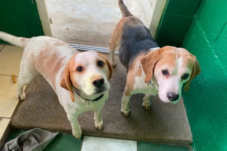 Beagle
