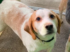 Beagle