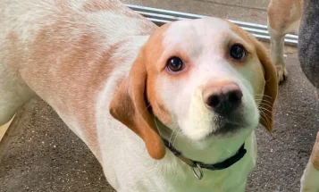 Beagle