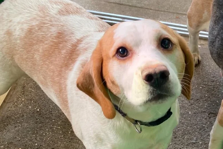 Beagle