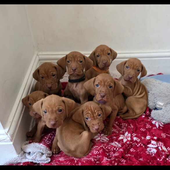 Hungarian Vizsla