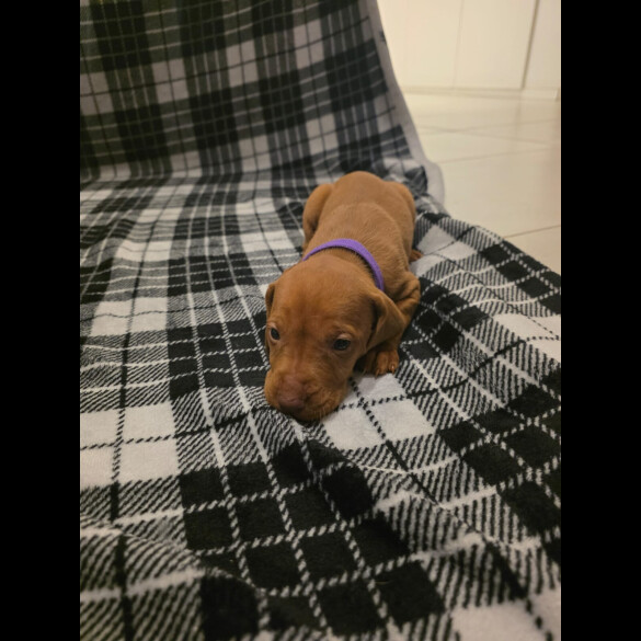 Hungarian Vizsla
