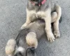Irish Wolfhound