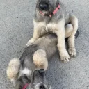 Irish Wolfhound