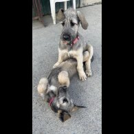 Irish Wolfhound