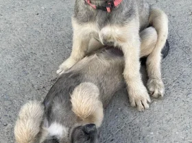 Irish Wolfhound