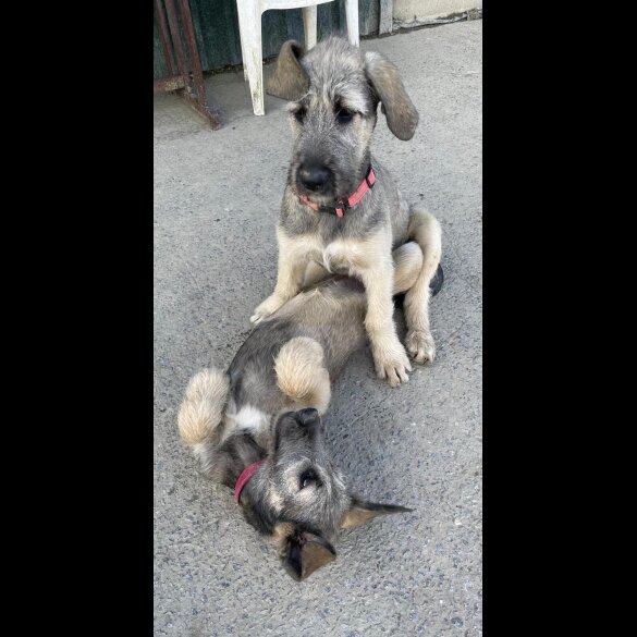Irish Wolfhound