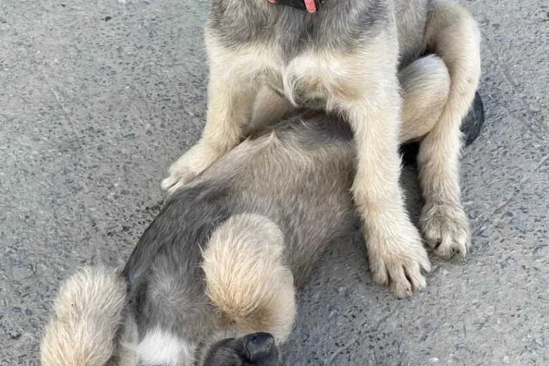 Irish Wolfhound