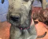 Irish Wolfhound