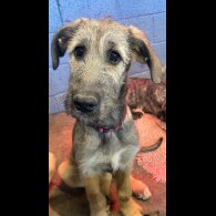 Irish Wolfhound