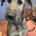 Irish Wolfhound