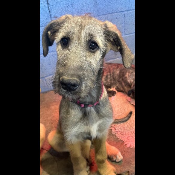 Irish Wolfhound