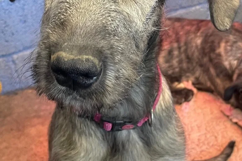 Irish Wolfhound