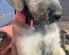 Irish Wolfhound