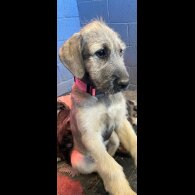 Irish Wolfhound