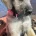 Irish Wolfhound