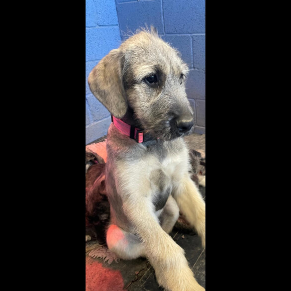 Irish Wolfhound