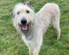 Irish Wolfhound