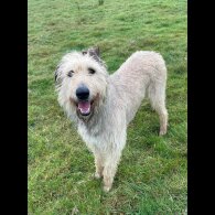 Irish Wolfhound