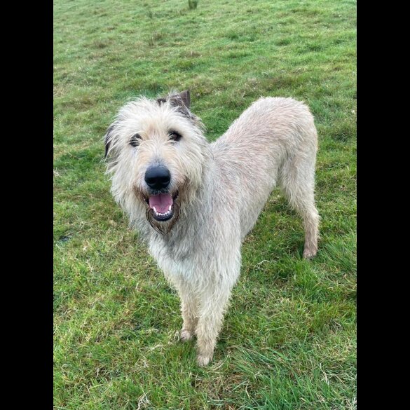 Irish Wolfhound