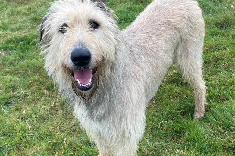Irish Wolfhound