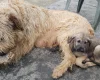 Irish Wolfhound